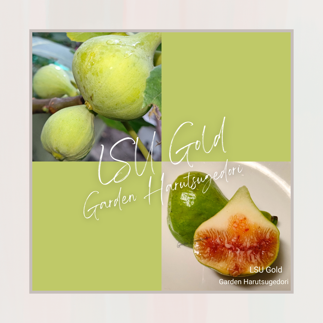 LSU Gold/ゴールド